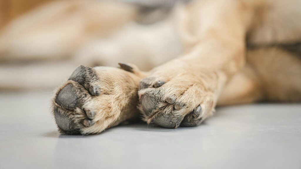 An image of dog paw care