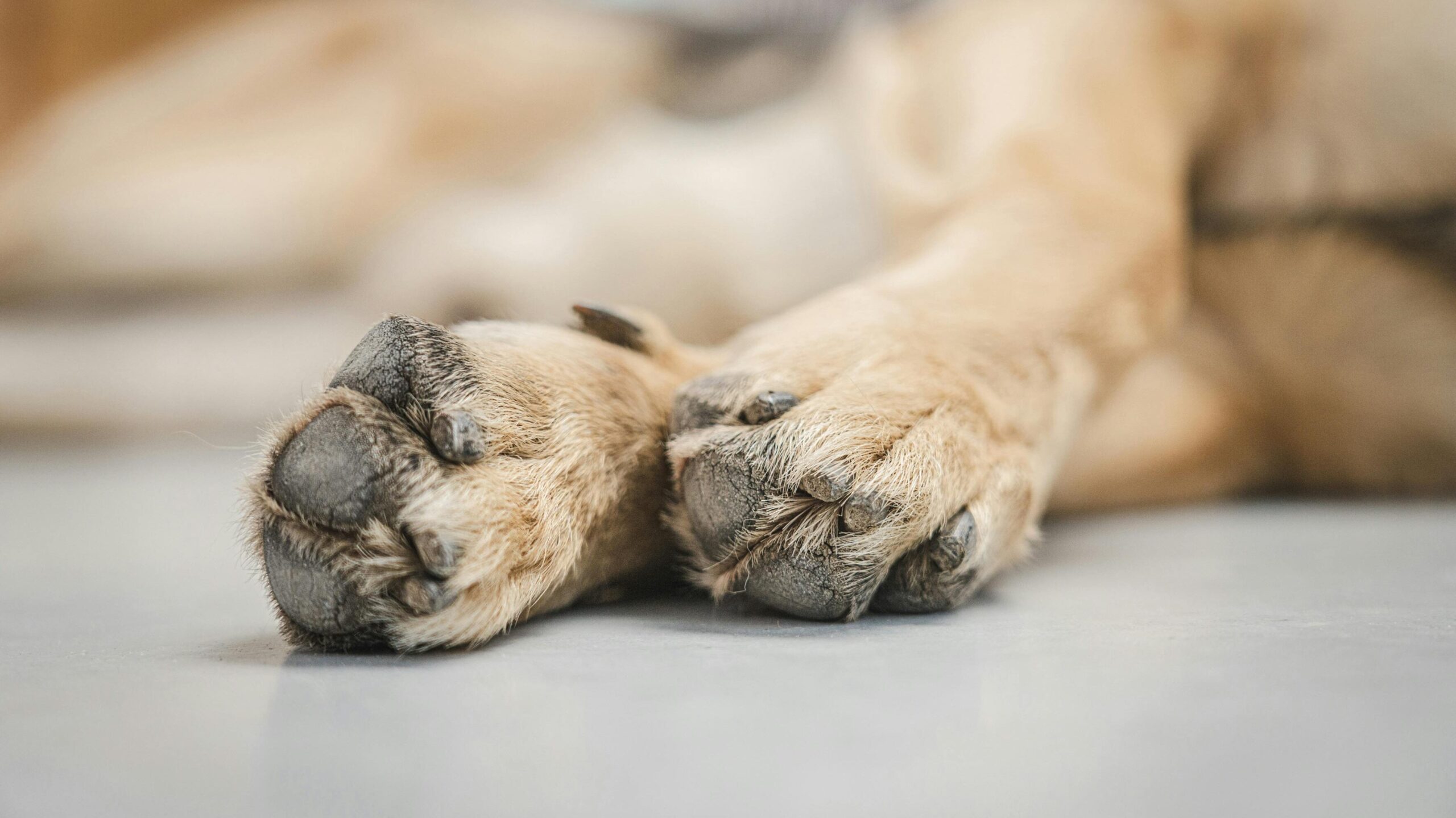 An image of dog's paw