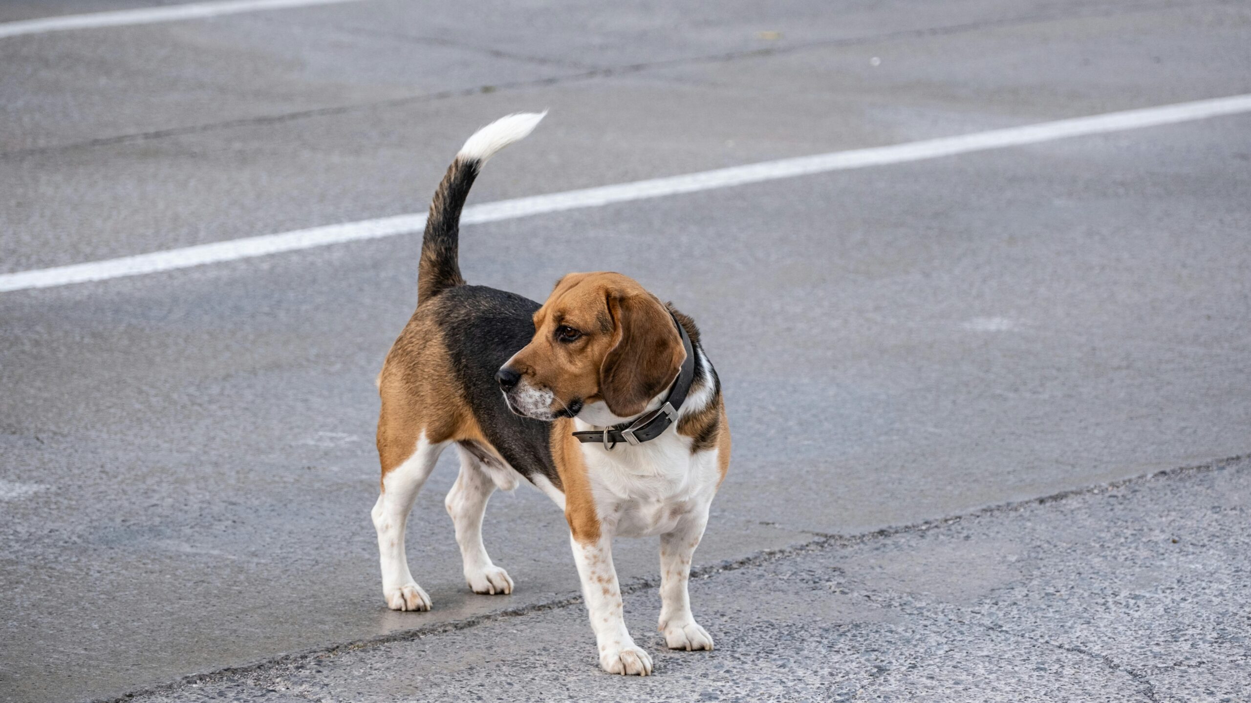 An image of dog standing
