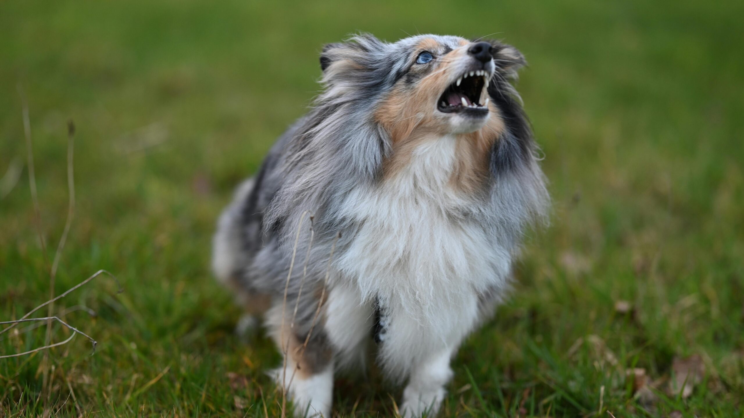 An image of a dog barking - Reverse Sneezing in Dogs