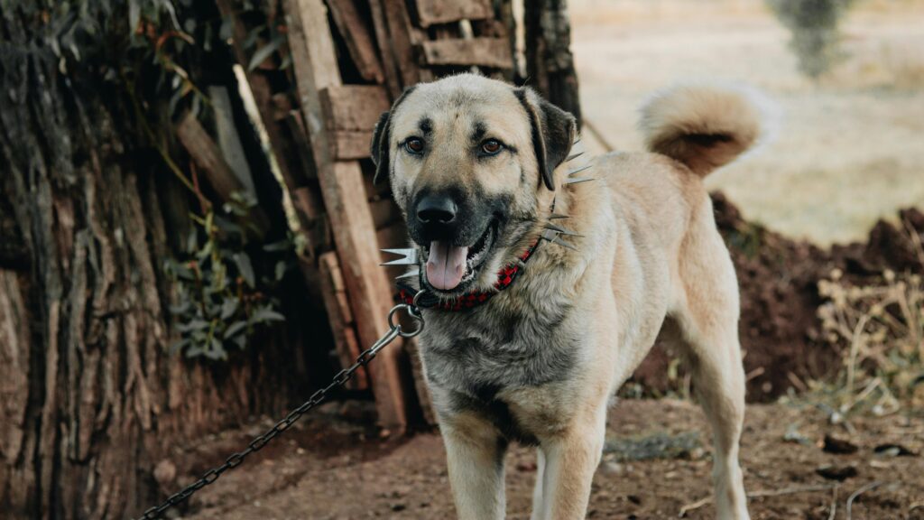 An image of dog - train your dog to ignore food on the ground
