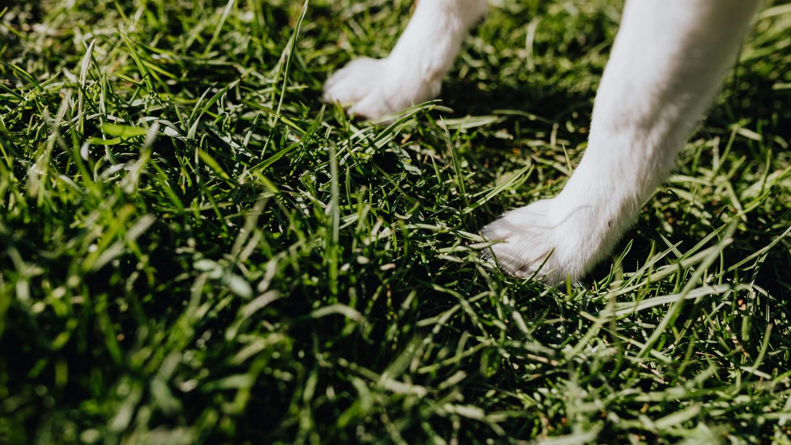An image of dog's paw - dog paw preference