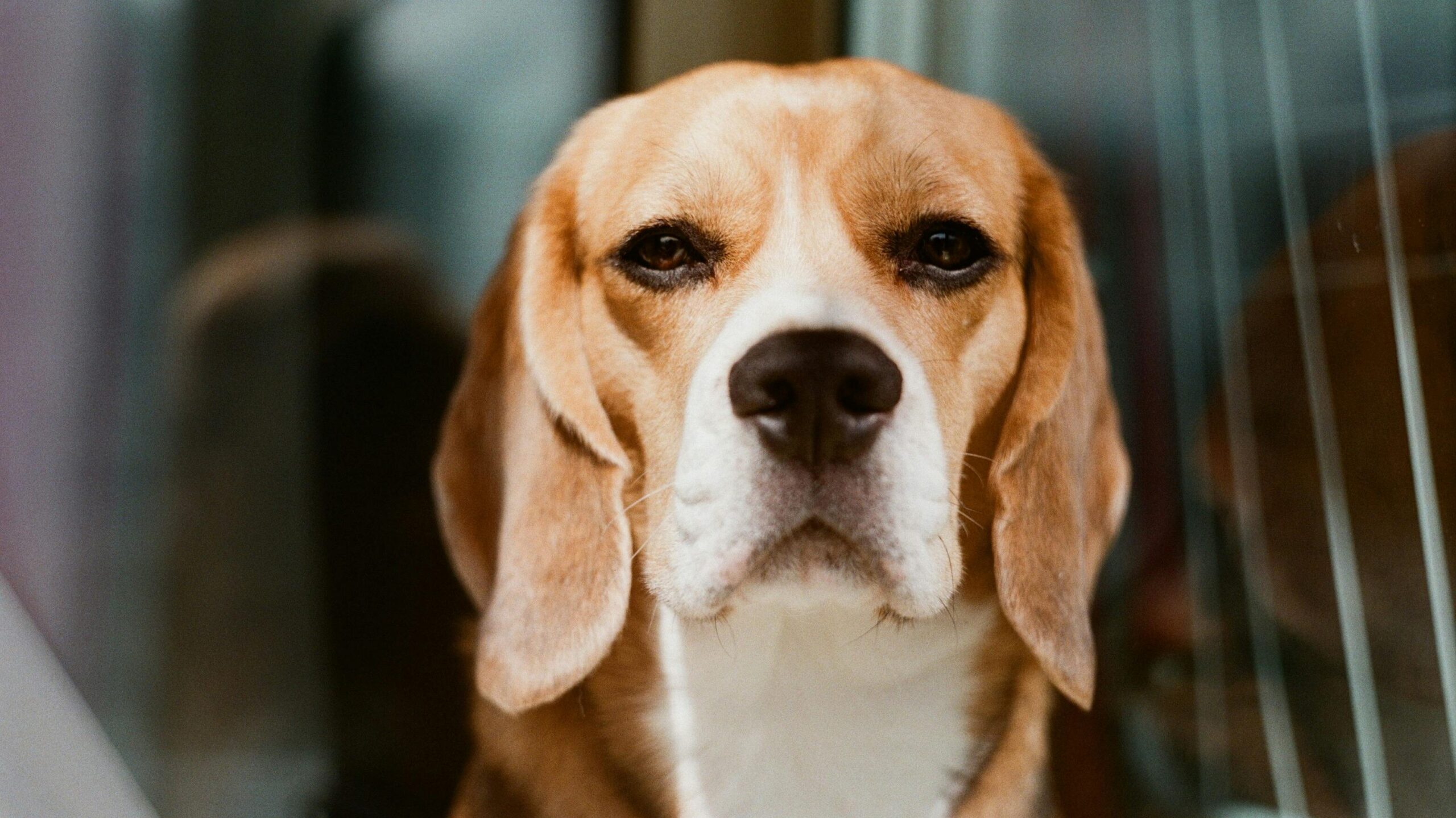 An image of beagle