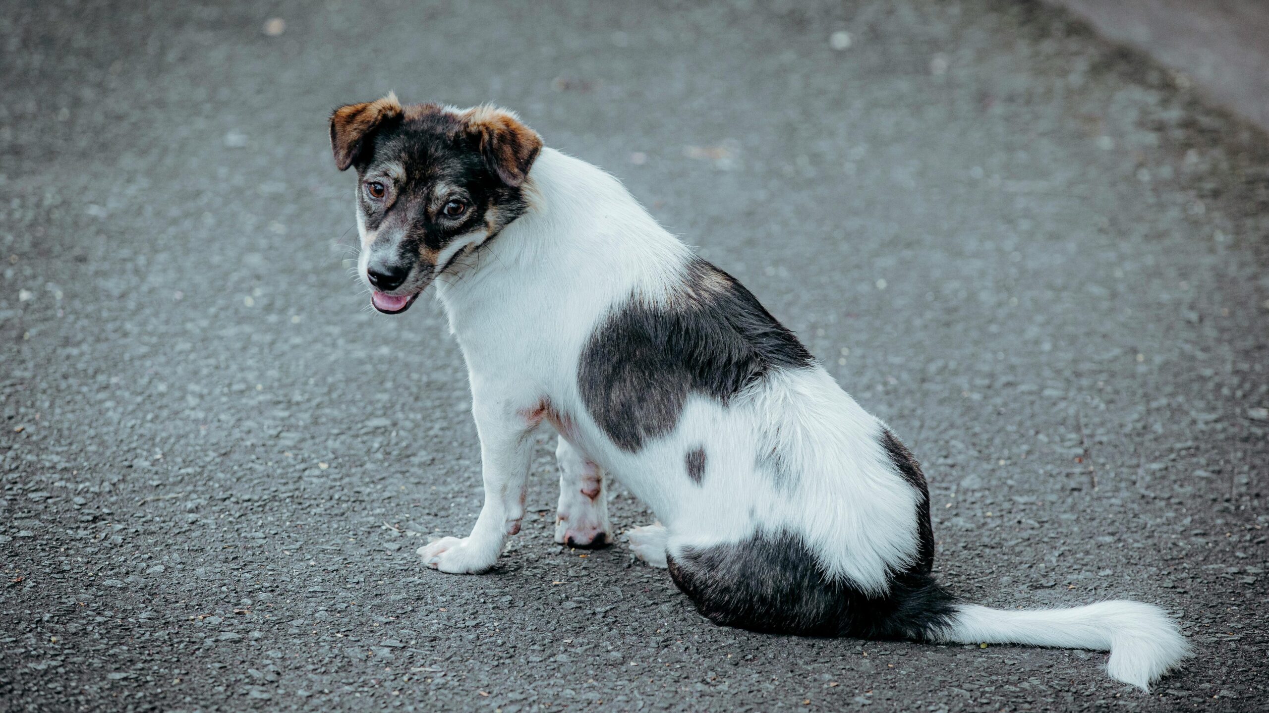 An image of a dog - dog body language