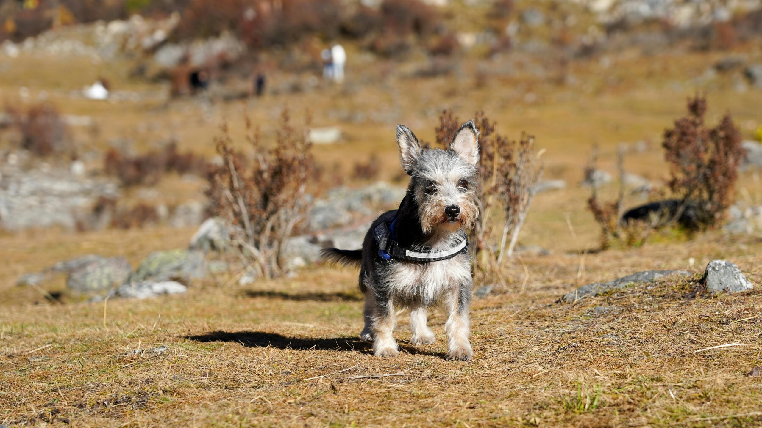 An image of a dog out in the sun