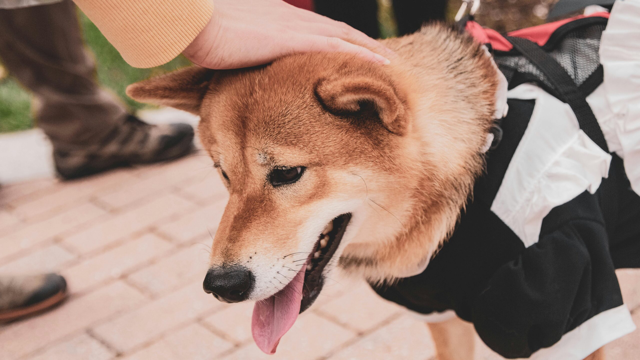 An image of dog being pat - dogs hate being touched