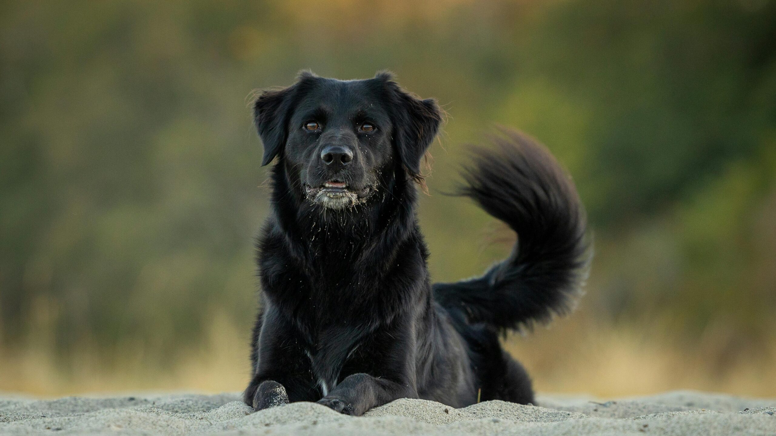 An image of a dog - dog body language