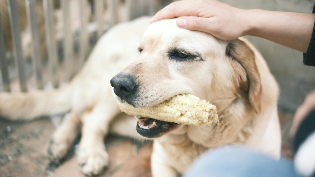 An image of resource guarding in dogs