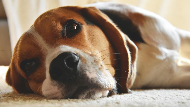 Beagle Behavior Hacks: Managing Their Endless Energy