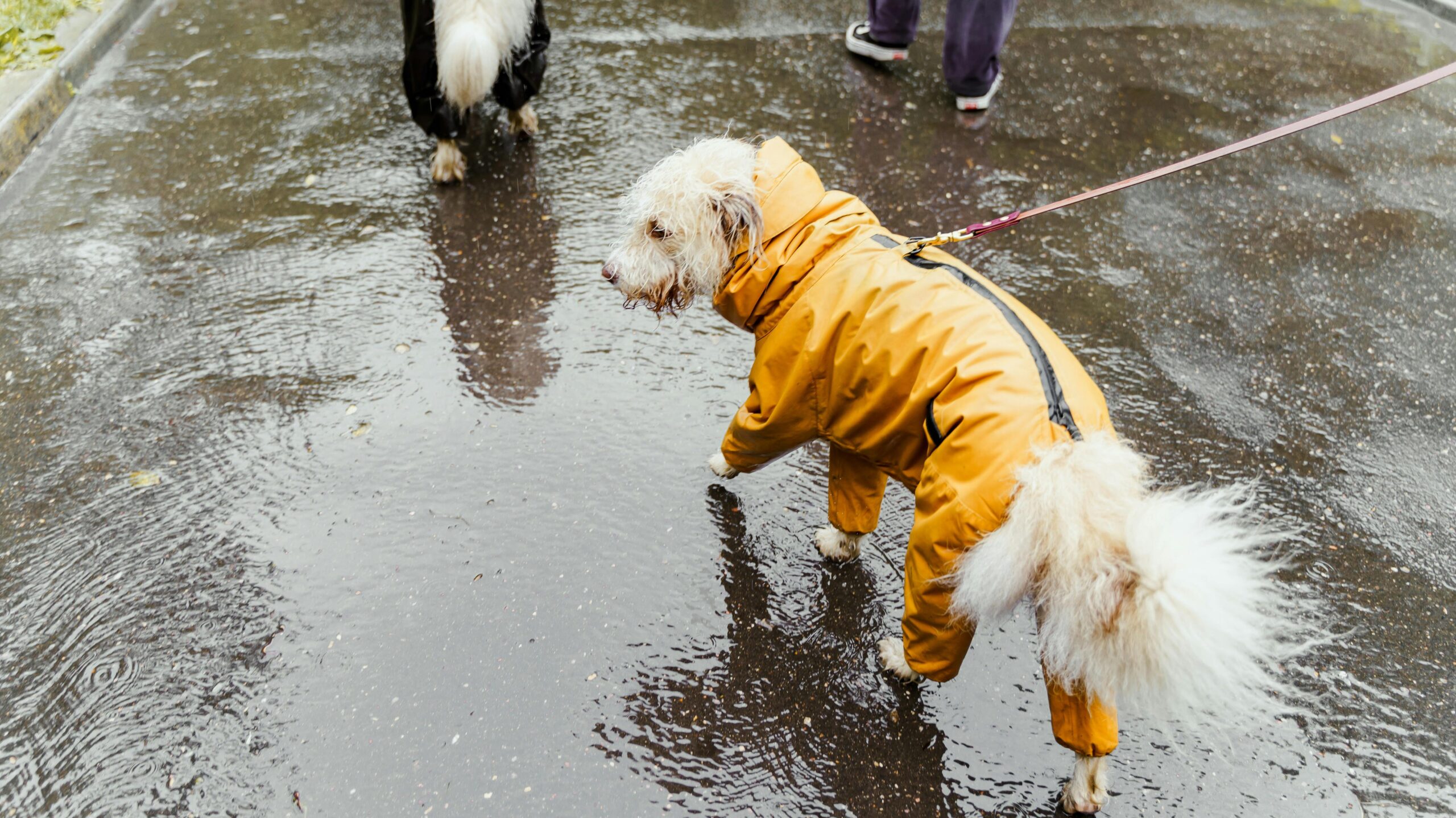 An image of a dog in the rain