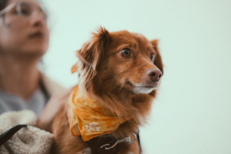 Signs Your Dog Trusts You (And How to Build More Trust)
