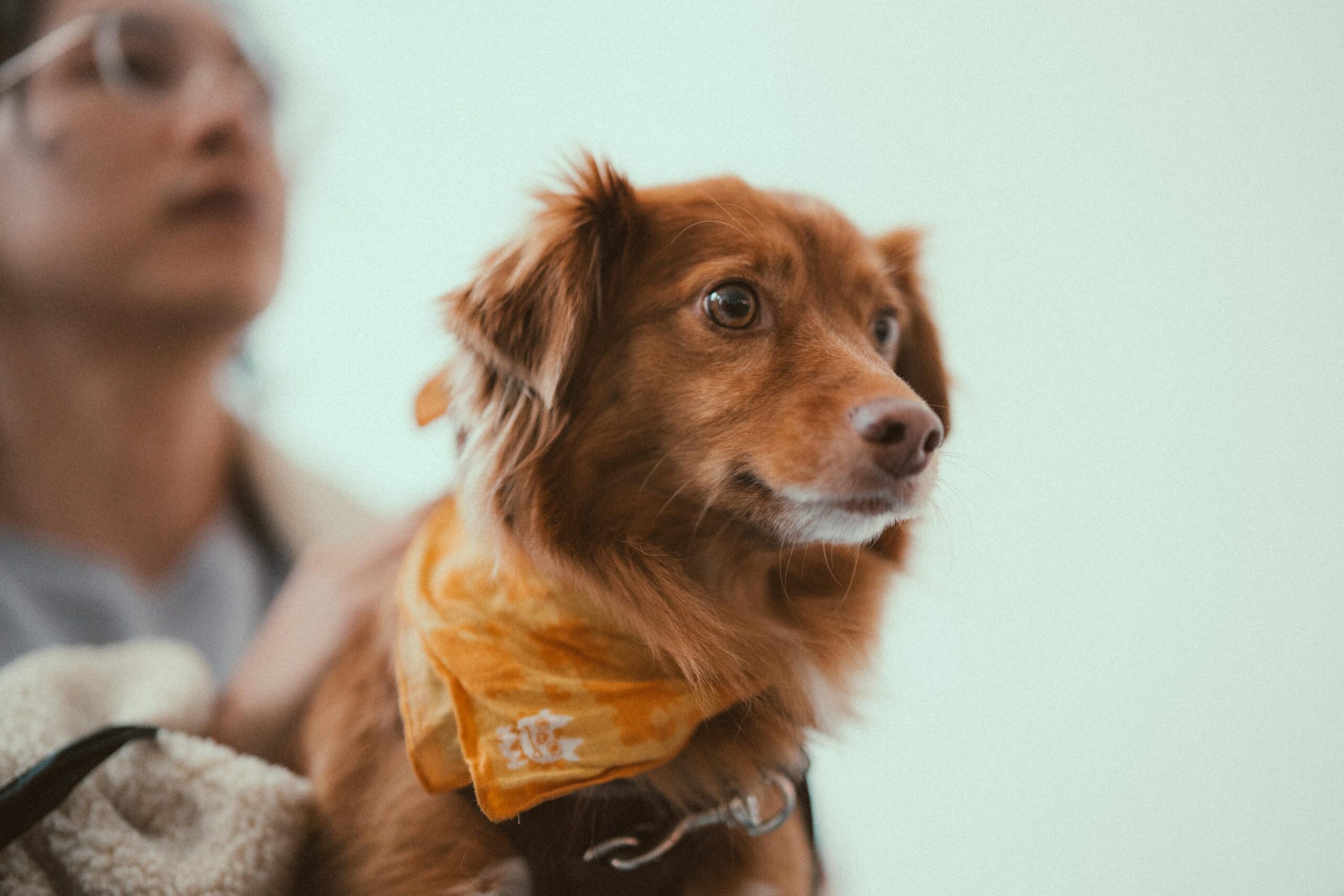 An image of a dog with its owner