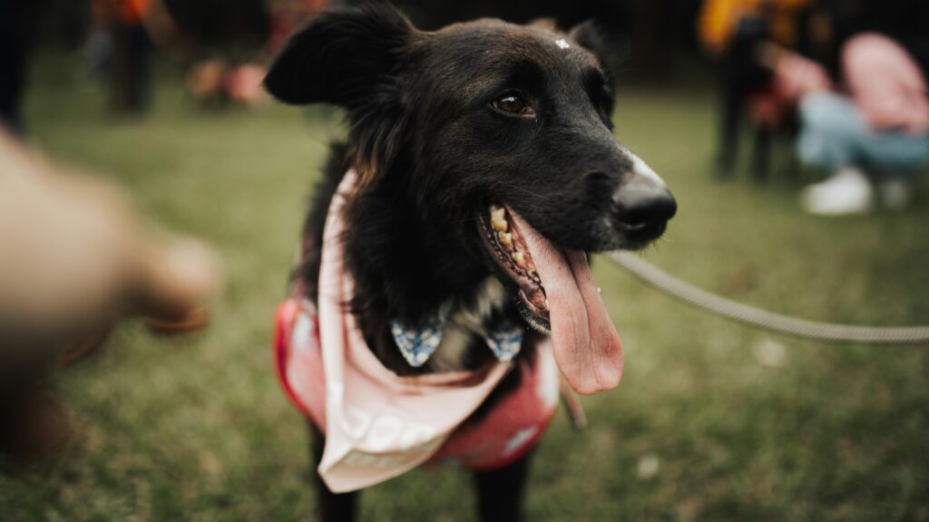 An image of dog panting