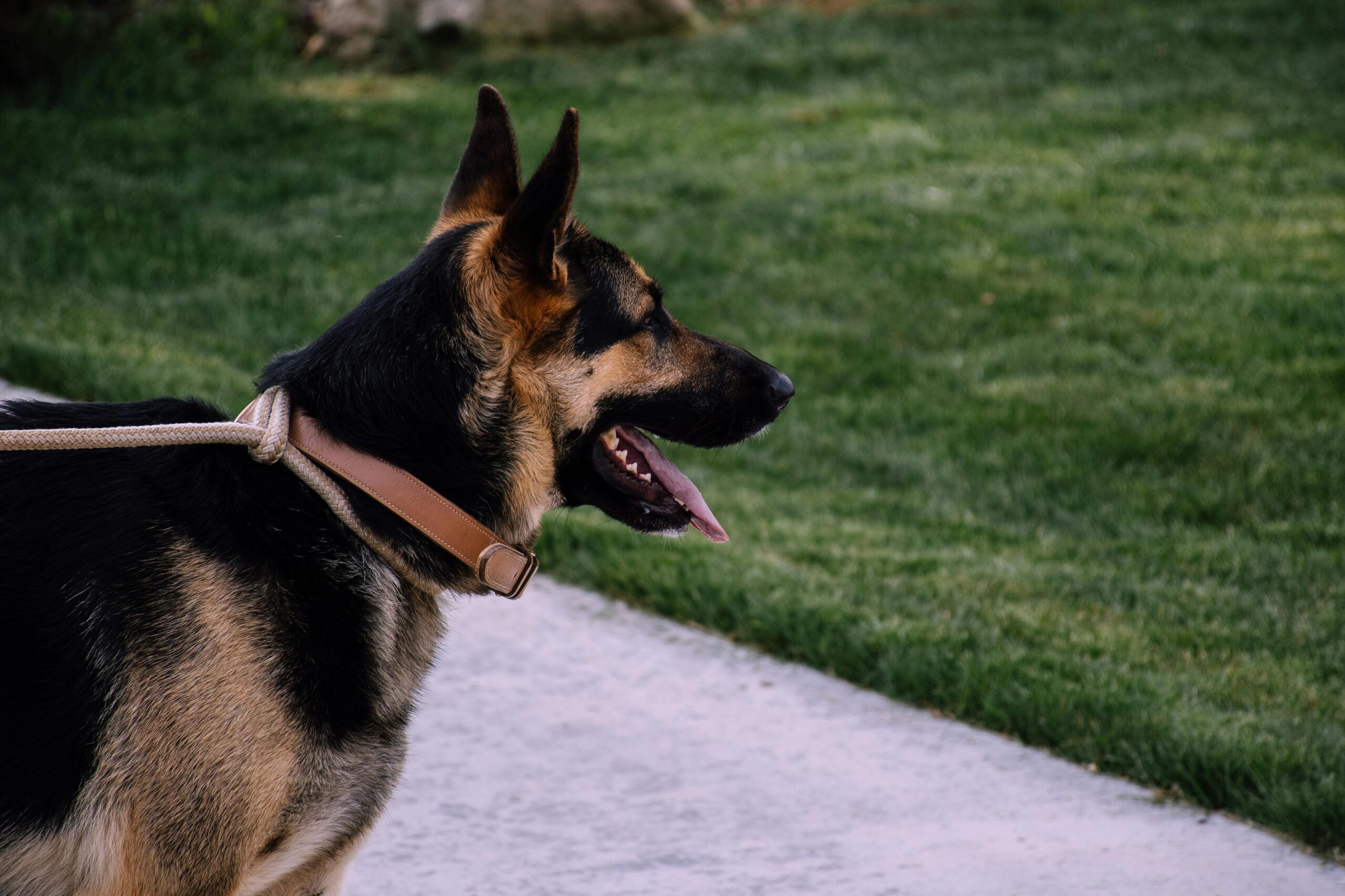 An image of a dog outside