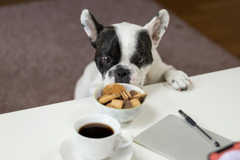 How to Safely Switch Dog Food Without Upsetting Their Stomach