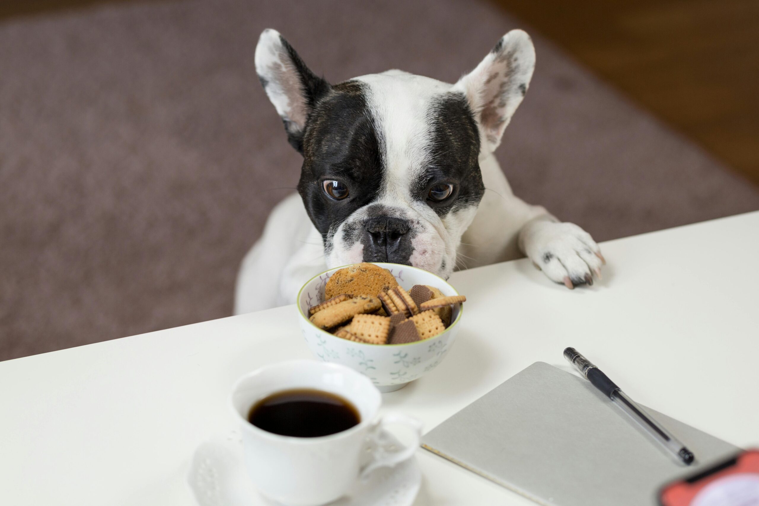 An image of dog with food
