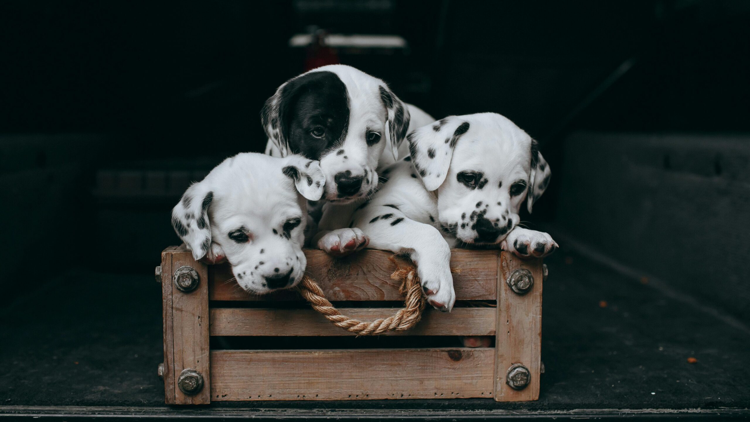 An image of a puppy inside a crate - puppy crate training