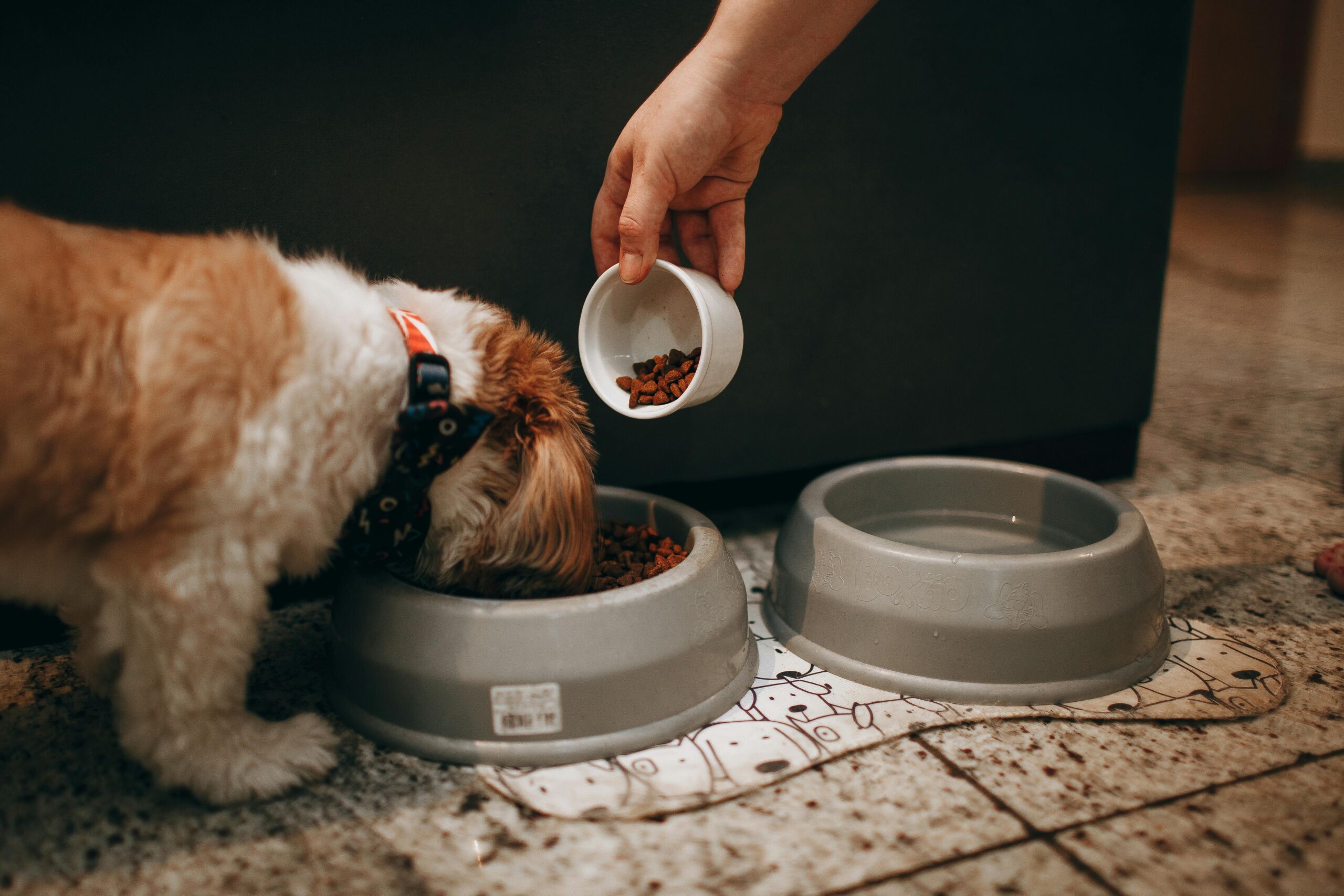 An image of dog eating