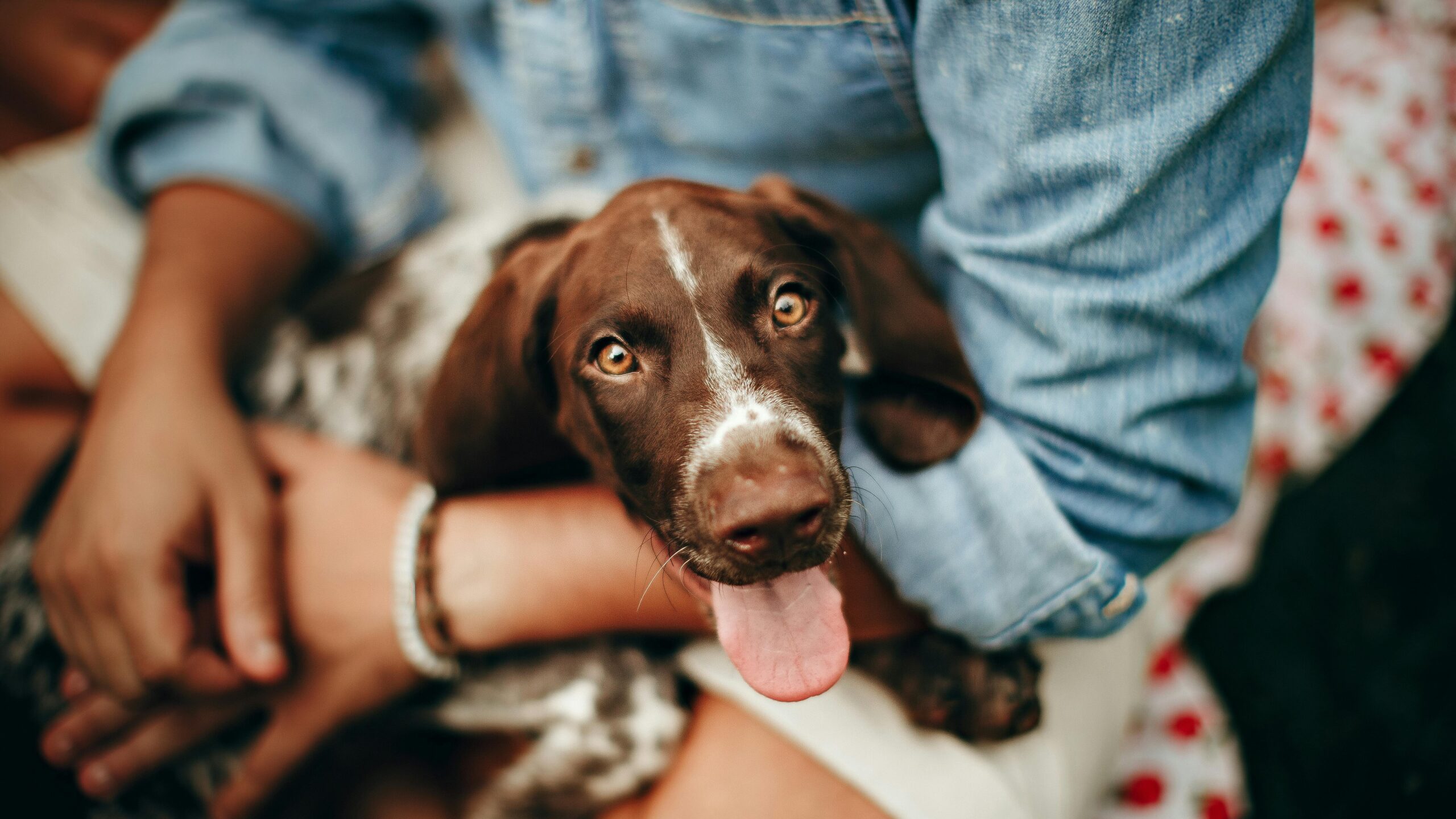 An image of a dog with its owner - signs your dog trusts you