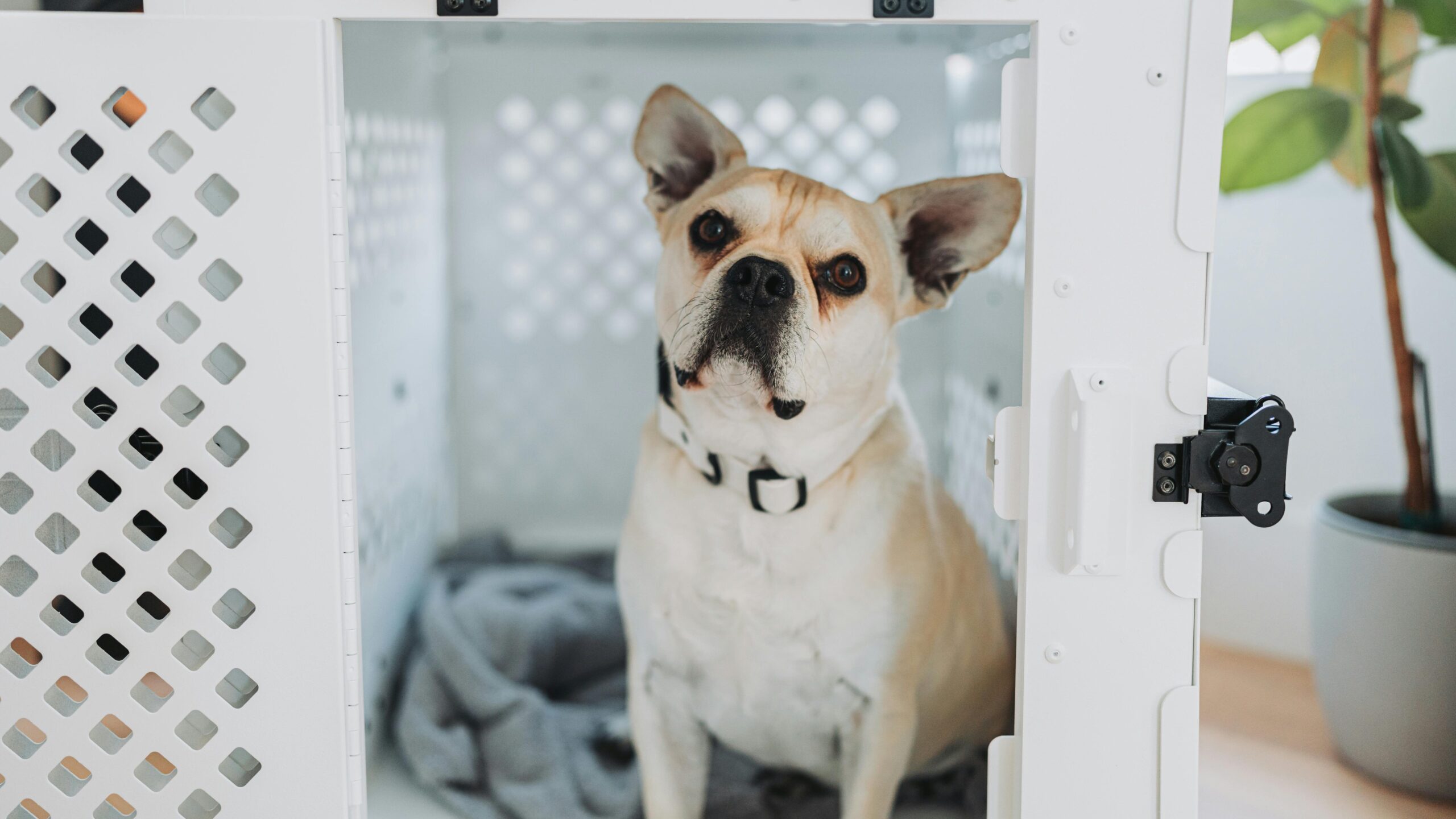 An image of a puppy inside a crate