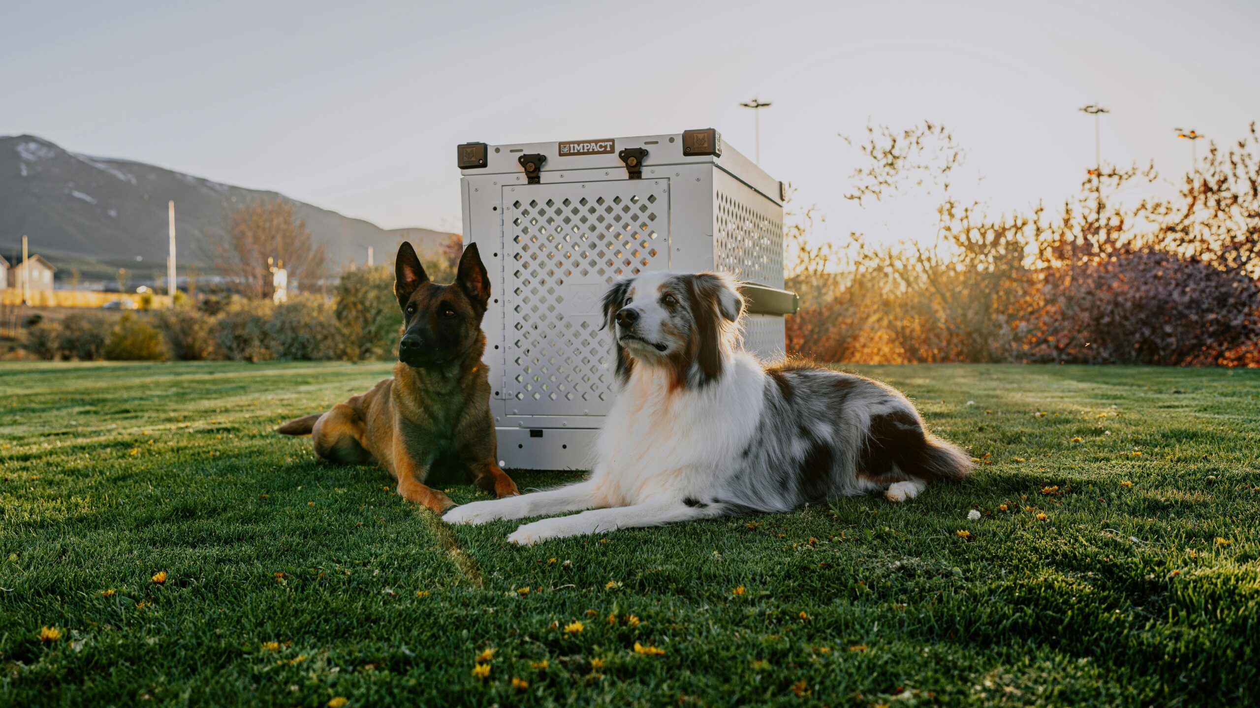 An image of dogs before crate