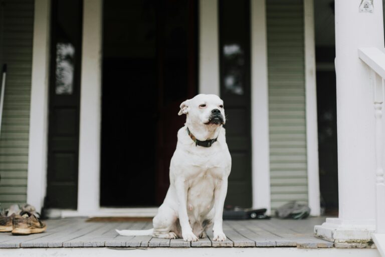 How to Help Your Dog Adjust to a New Home Easily