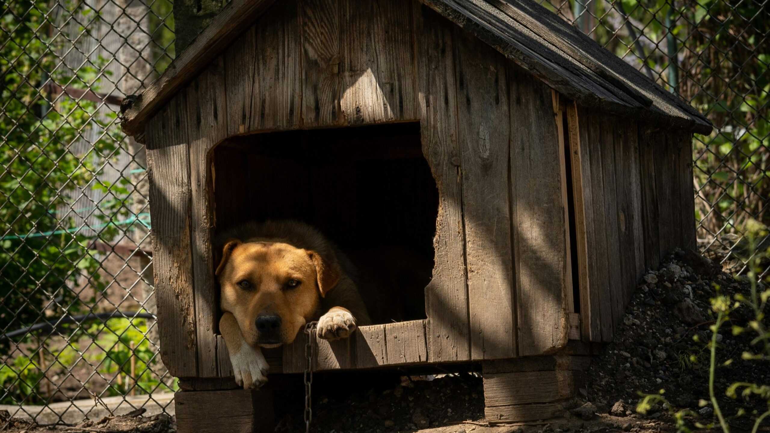 an image of a dog adjust to its new home