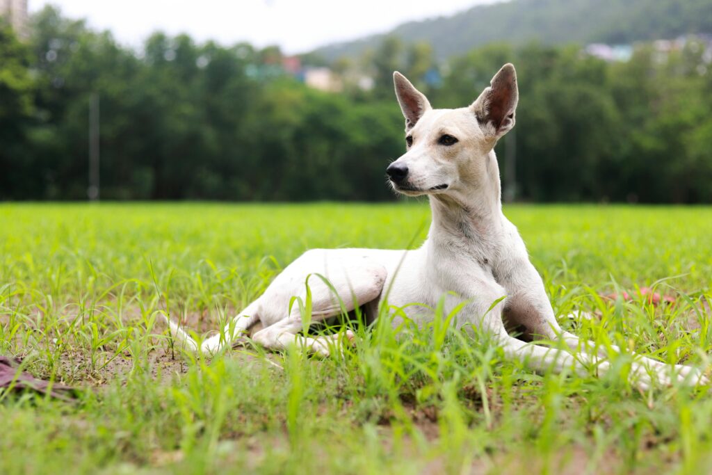 An image of desensitize dog to fireworks