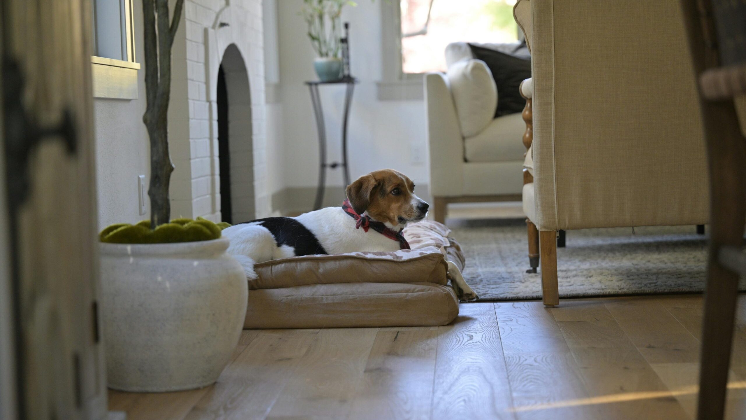 An image of dog laying down