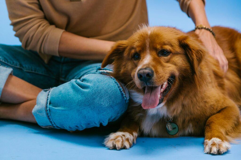 An image of a dog with its owner