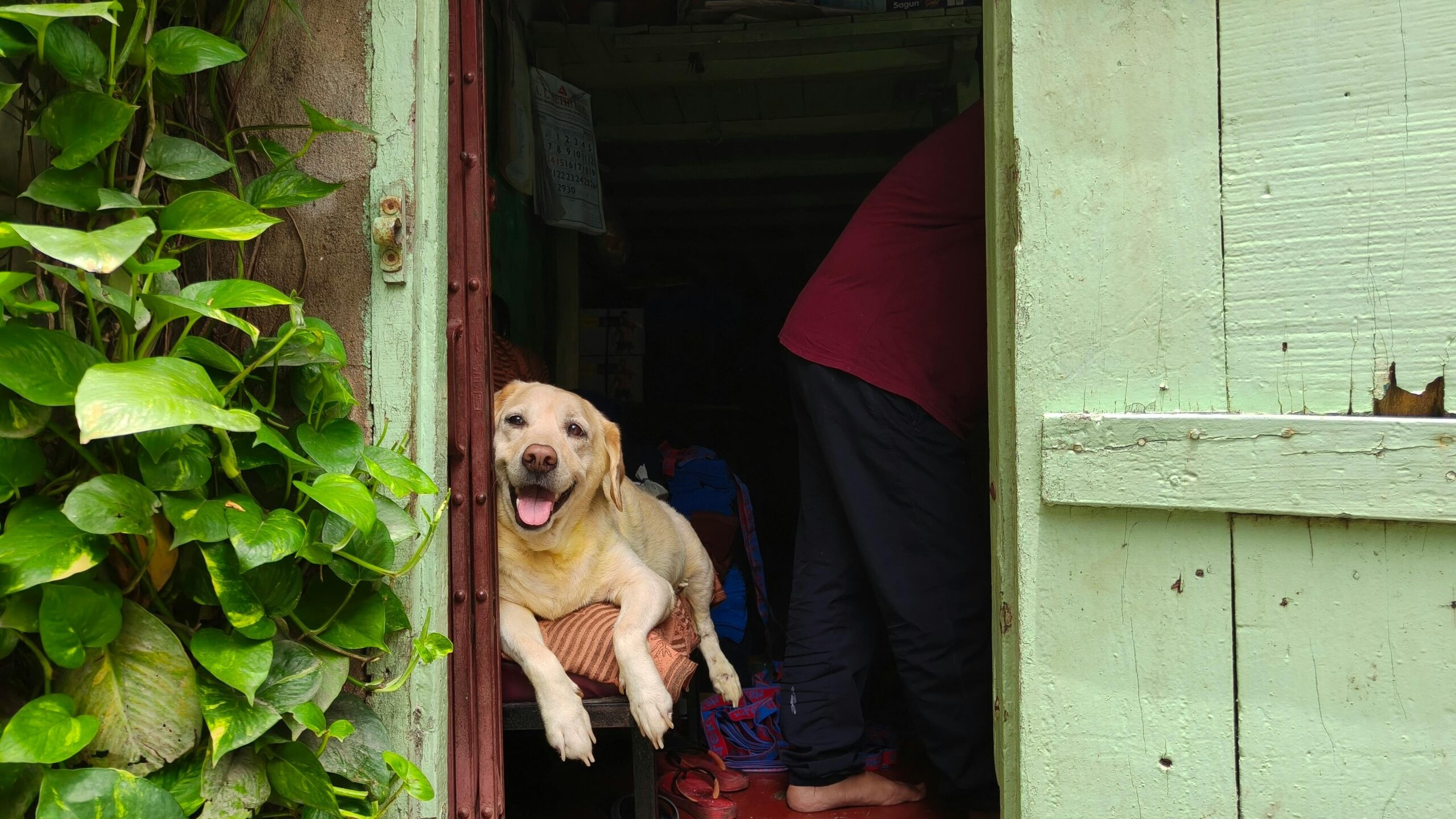 An image of dog staying home alone