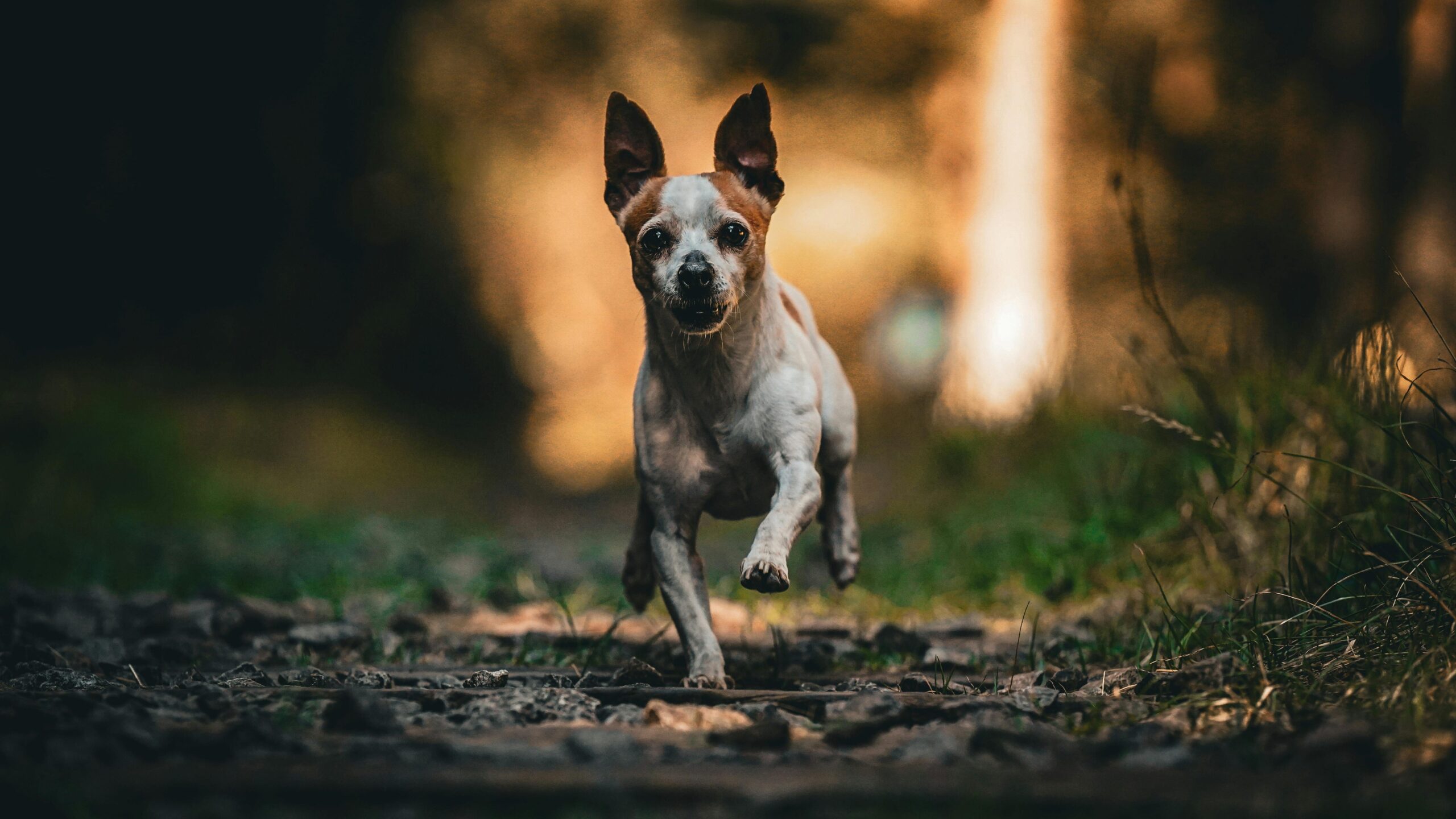 An image of dog skin allergy