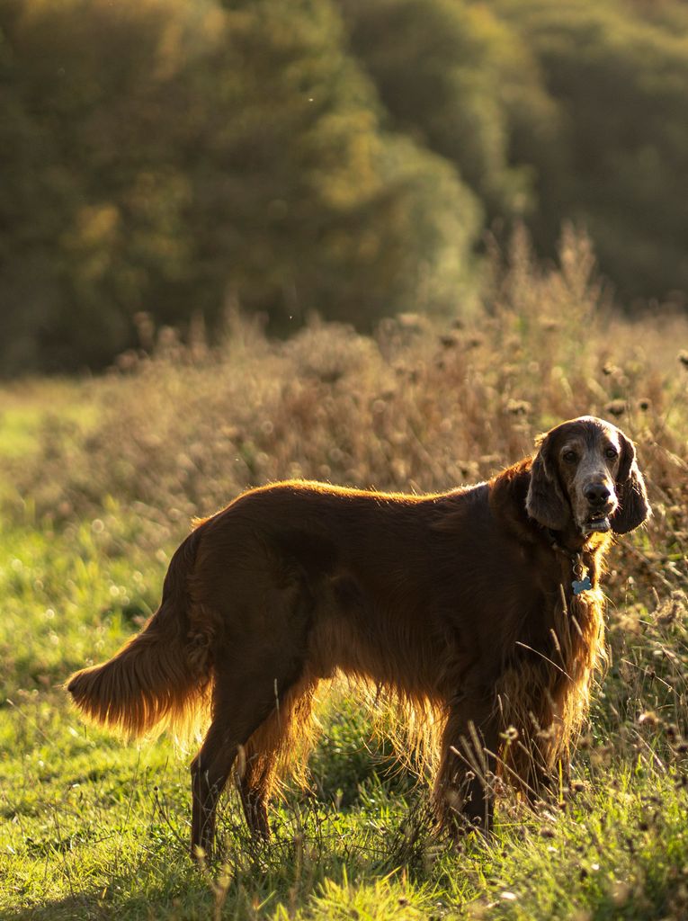 A beautiful Irish Setter standing in a sunlit meadow during the day.