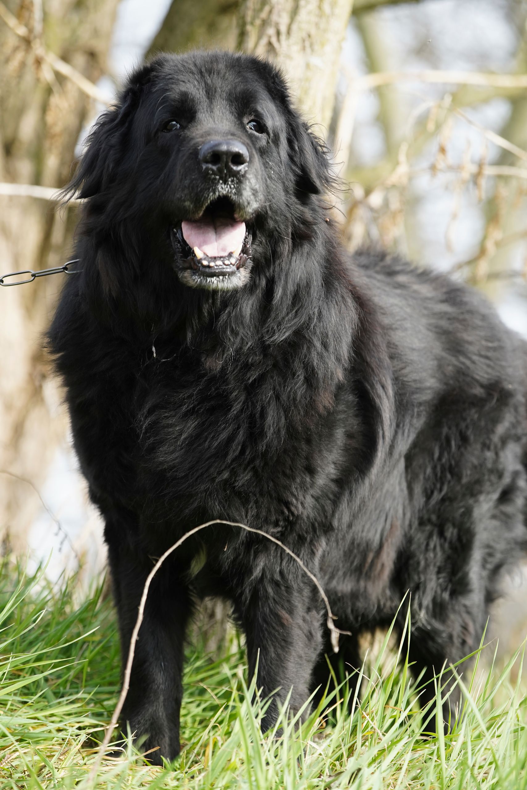 A fluffy black Newfoundland sitting alert outdoors surrounded by grass.