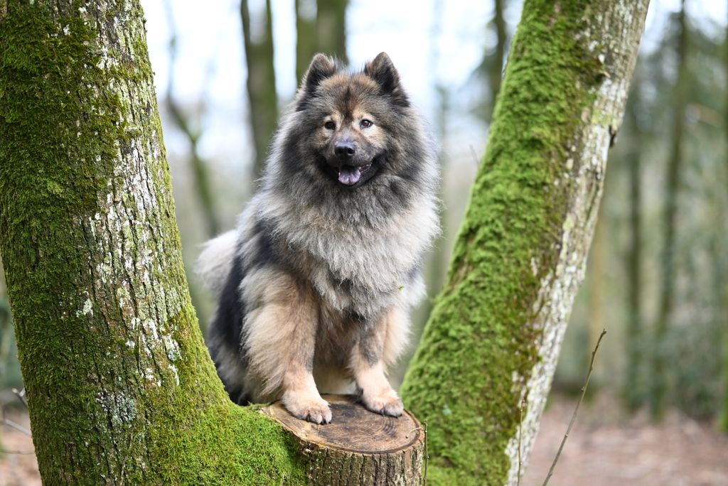 A Keeshond sitting on a mossy tree stump in a forest setting, surrounded by mossy trees.