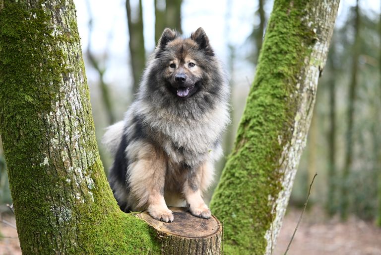 Meet the Keeshond: Everything You Need to Know About the Smiling Dutchman
