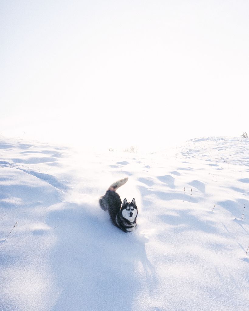 A joyful Siberian husky runs through a sunlit snowy field, capturing the essence of winter.