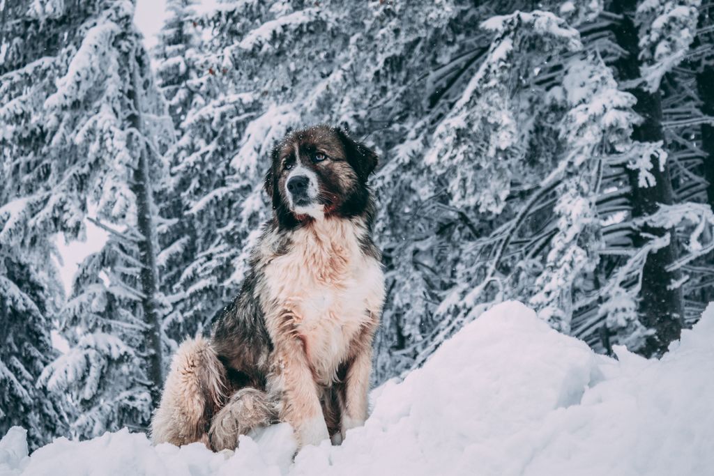 A Saint Bernard sits proudly in a snow-covered forest scene, embodying strength and serenity.