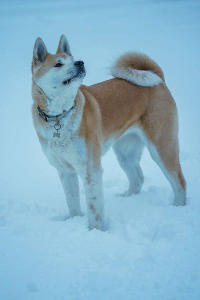 A majestic Akita Inu dog stands confidently in the snow, showcasing its elegant fur and posture.