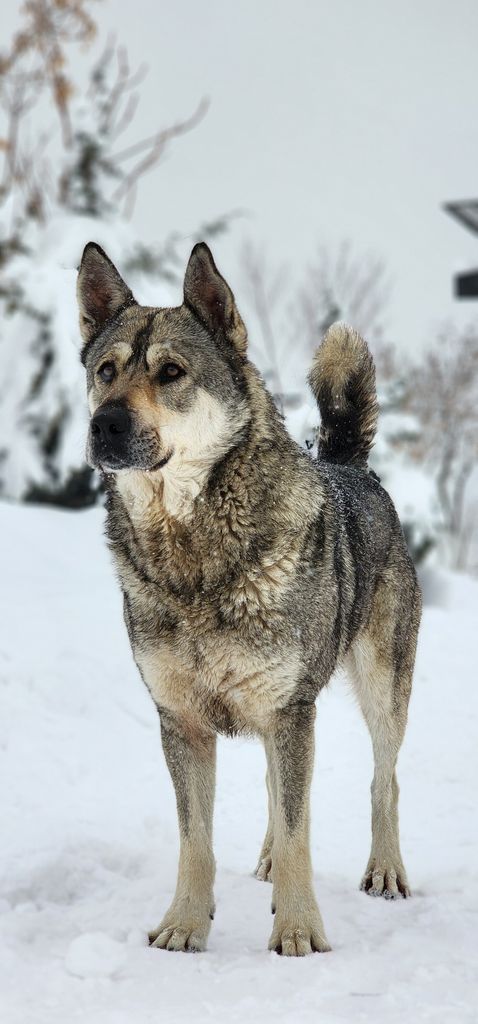 A Norwegian Elkhound stands confidently in a snowy Tehran landscape, highlighting its majestic fur.