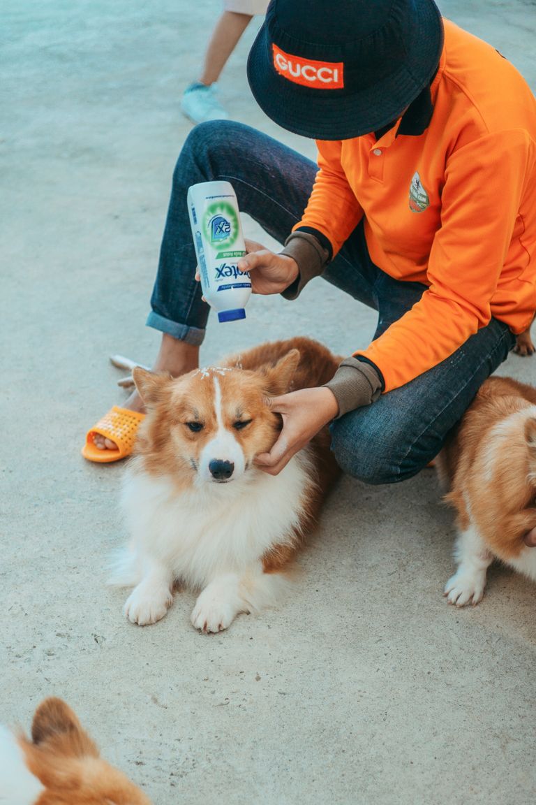 The Brooklyn 99 Dog Breed: Everything You Need to Know About Cheddar the Corgi