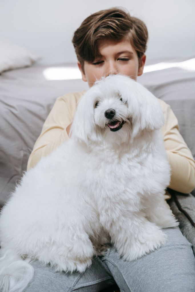 A young boy enjoys a cozy moment with his Maltese dog on a soft couch indoors.