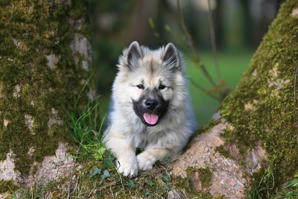 Adorable fluffy Keeshond puppy relaxing on a mossy tree trunk in a lush green forest setting.