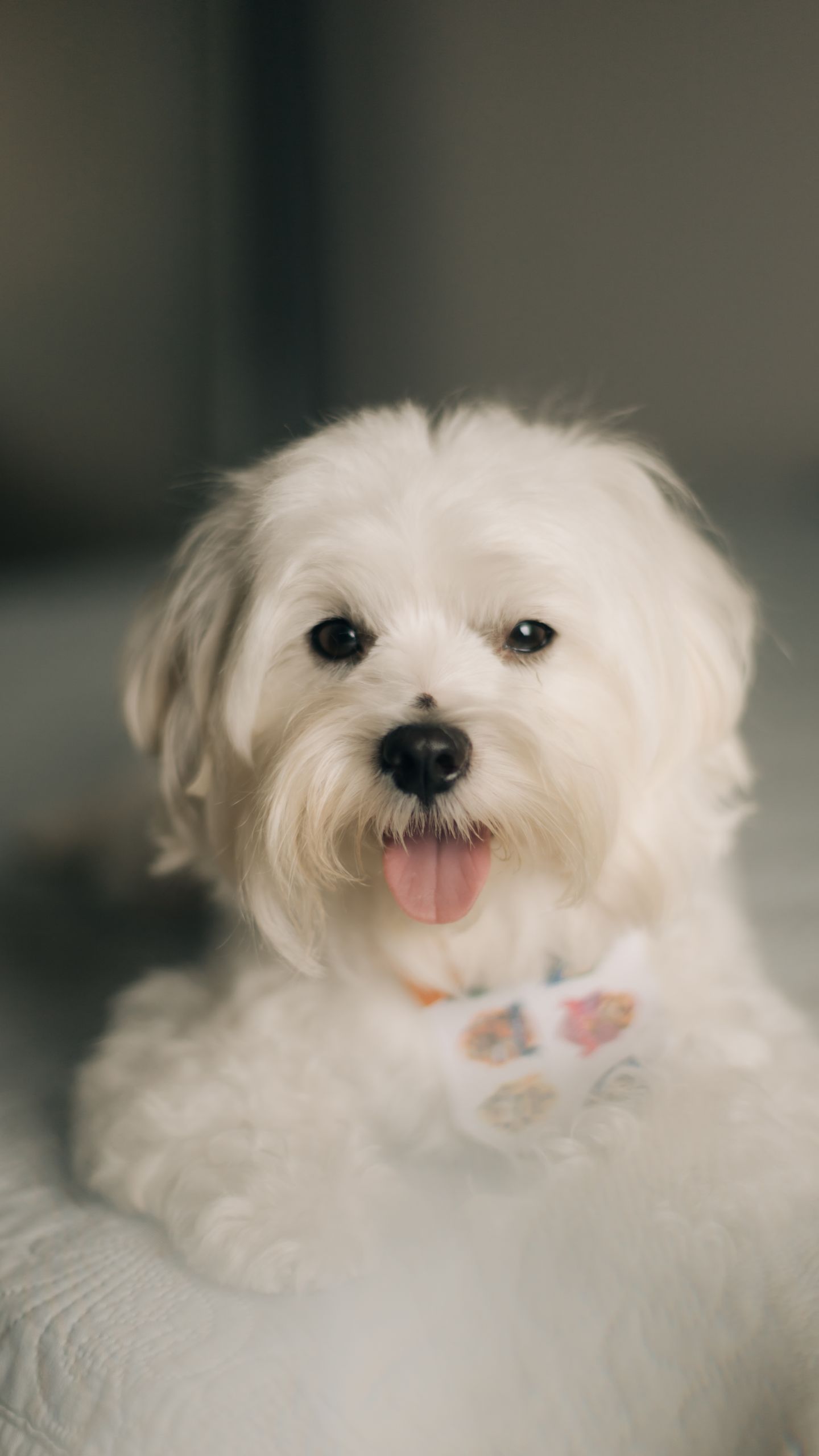 Adorable Maltese dog relaxing indoors with a playful expression.