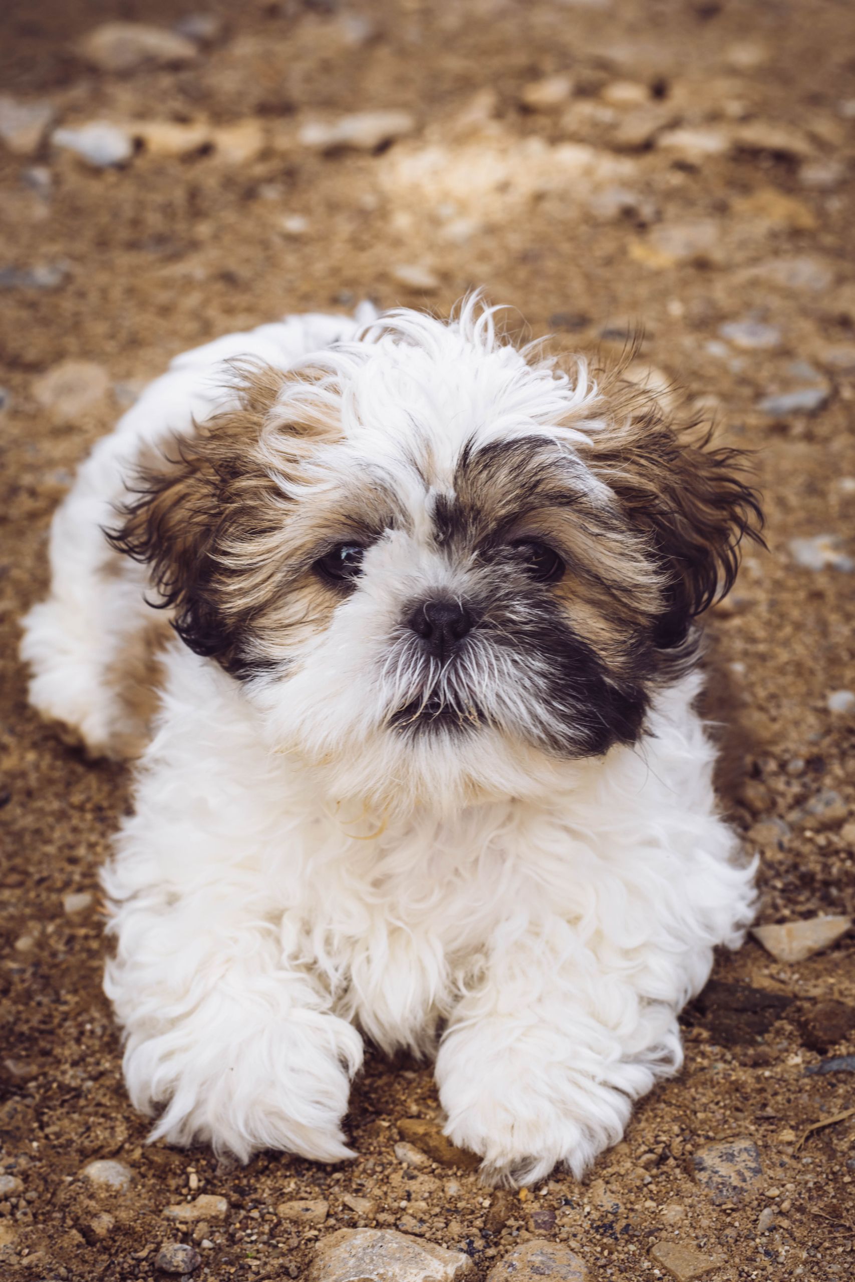Adorable Shih Tzu puppy resting on a pebbled outdoor pathway, exuding charm and innocence.