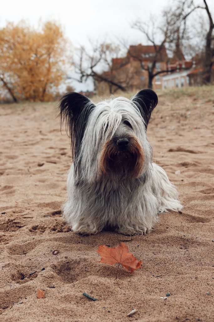 Adorable skye terrier lies on sandy beach with autumn leaves in Jönköping, Sweden.