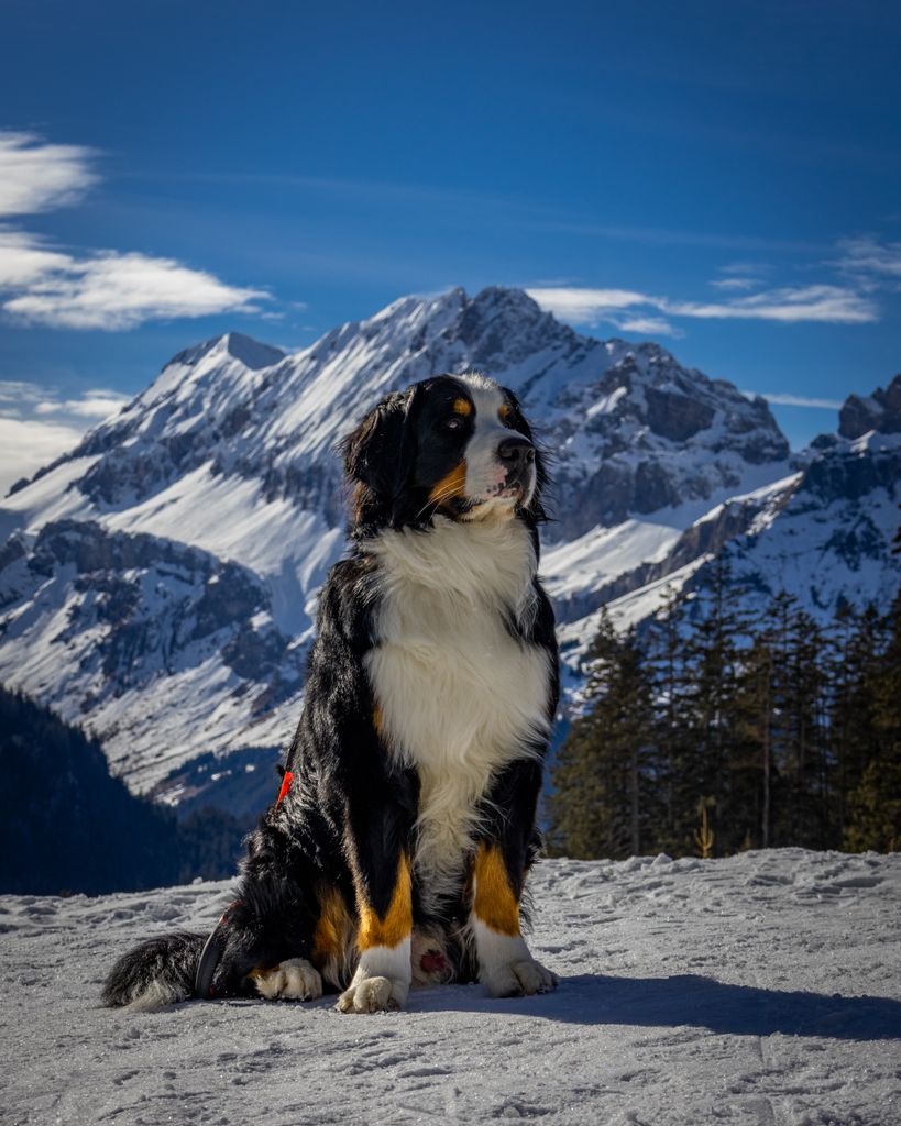 Bernese Mountain Dog sitting majestically in snowy Alps with clear blue sky.