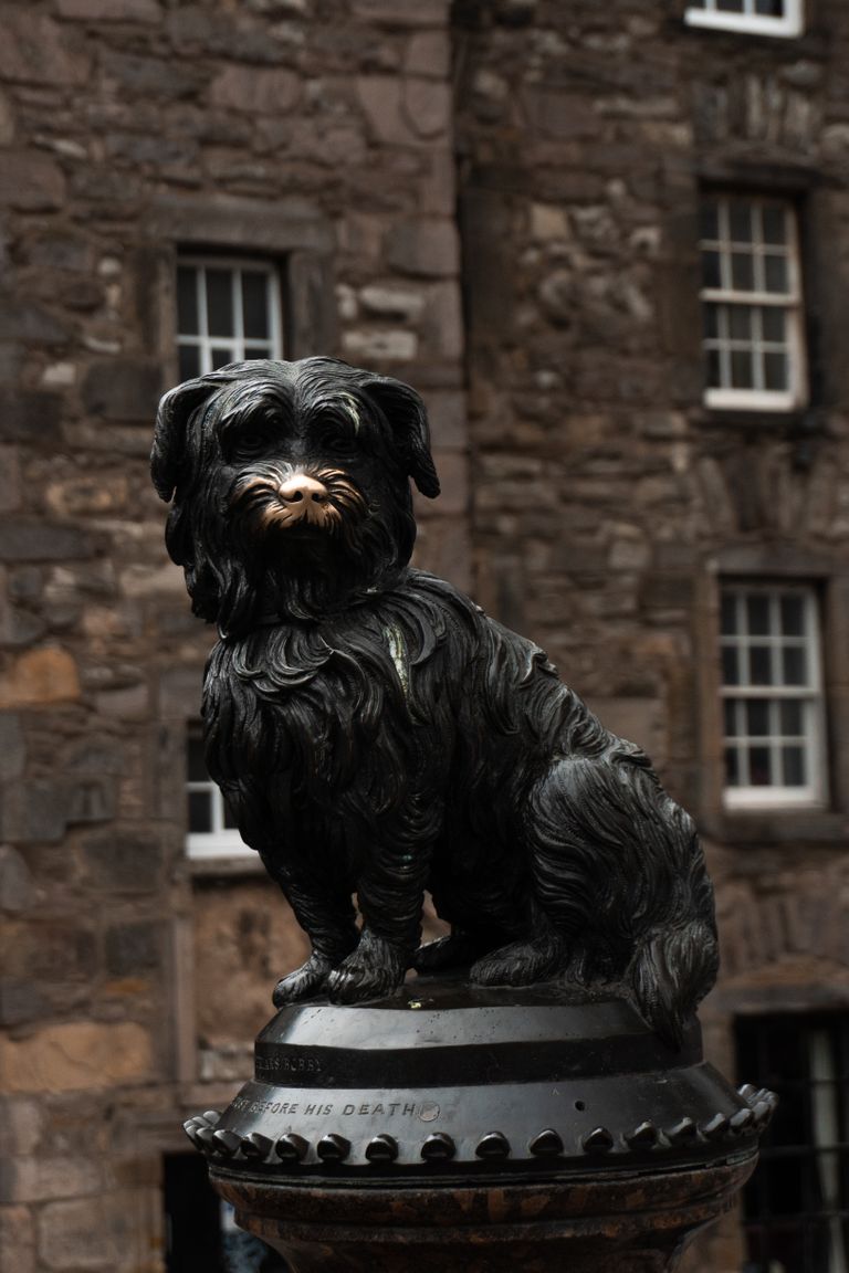 Declining Dog Breeds: Which Pups Are Losing Popularity and Why
