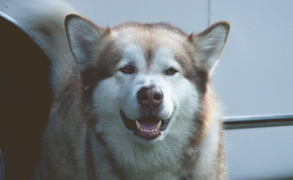 Charming close-up portrait of a fluffy Alaskan Malamute dog with soft fur and friendly expression.