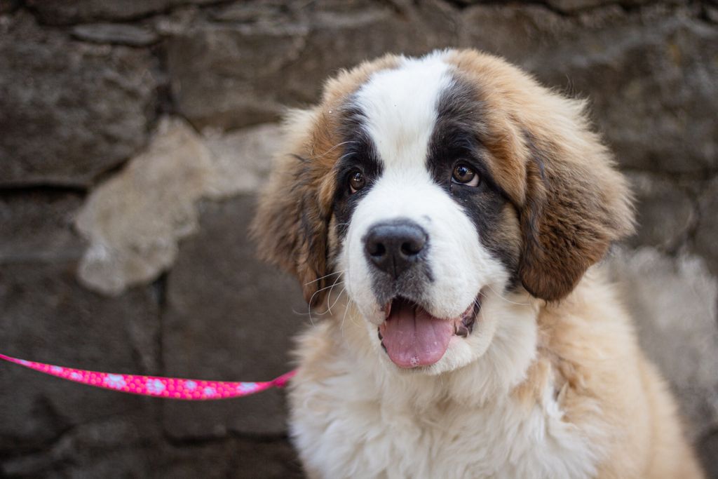 Charming Saint Bernard puppy on a pink leash against a rustic stone background.